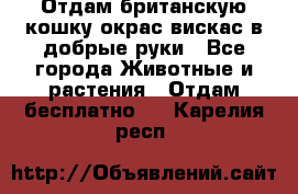 Отдам британскую кошку окрас вискас в добрые руки - Все города Животные и растения » Отдам бесплатно   . Карелия респ.